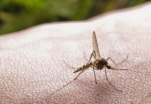 Mosquito bite as a cause of parasitic infection