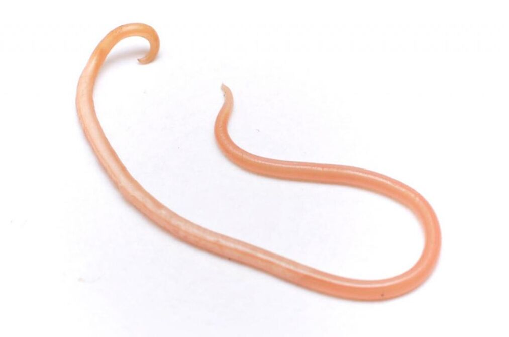 Ascaris is one of the most common types of worms