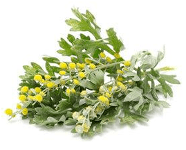 Wormwood body cleansing