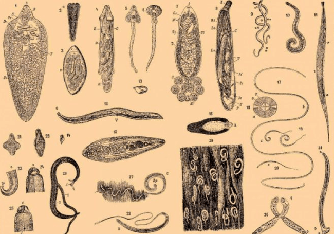 Parasites in the human body