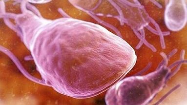 Which parasites can live in the human body
