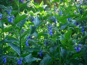 comfrey to cleanse the body of the parasite