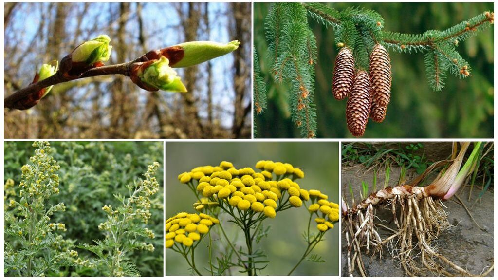 Herbal ingredients to prepare the collection of anti-parasitic drugs