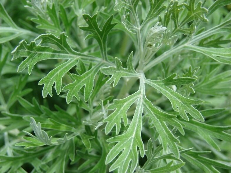 Wormwood for preparing tinctures from parasites