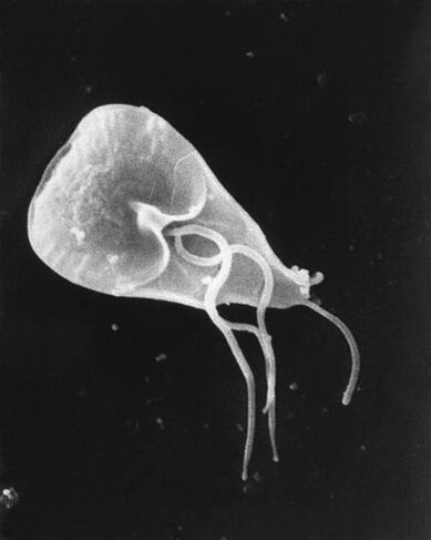 lamblia - a genus of flagellated protozoa